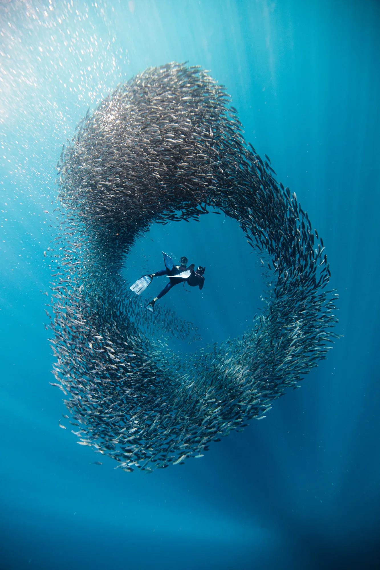 Un apneísta junto a una bola de sardinas girando bajo la superficie