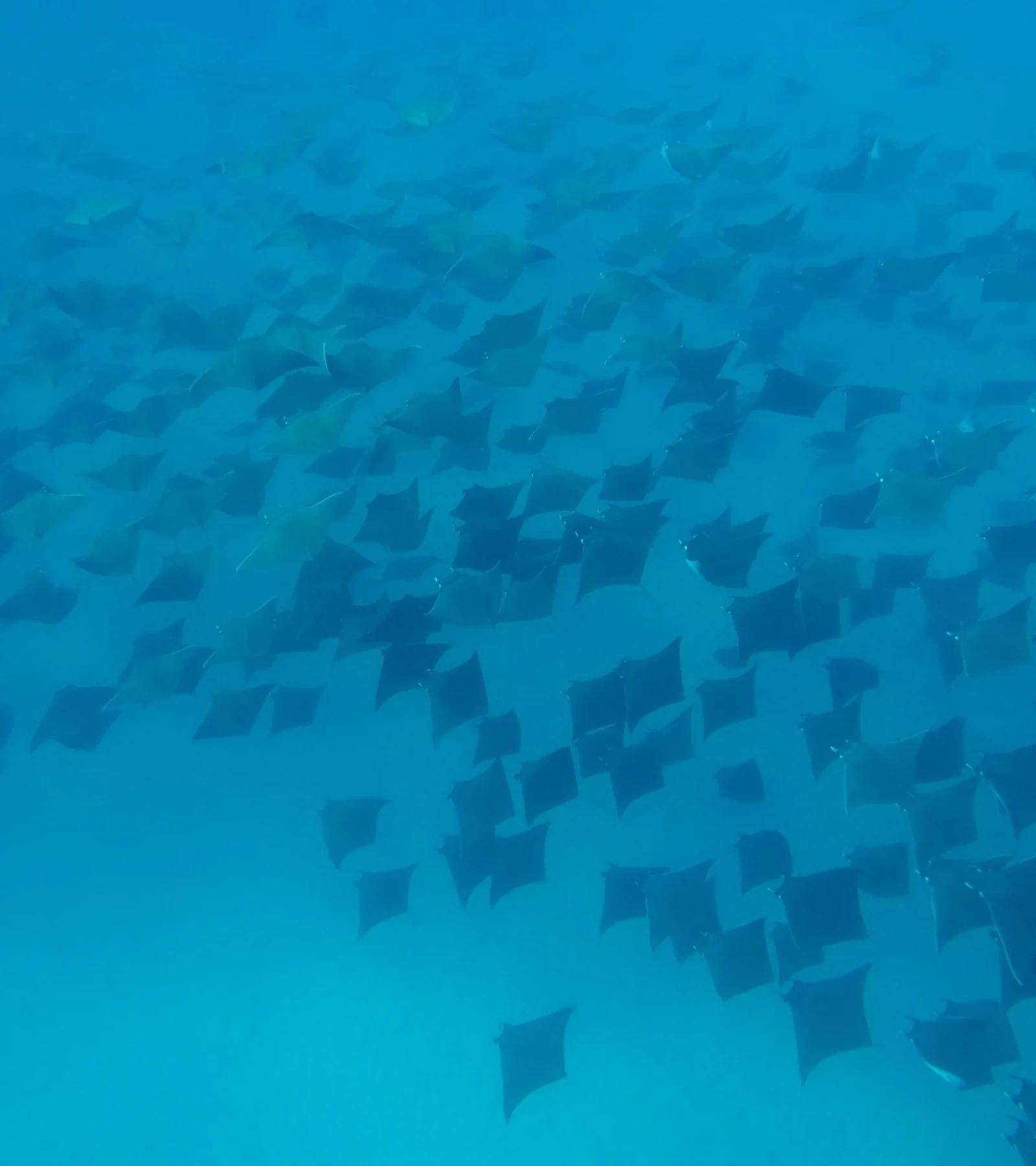Mobula rays swimming in the deep blue water of the Sea of Cortez