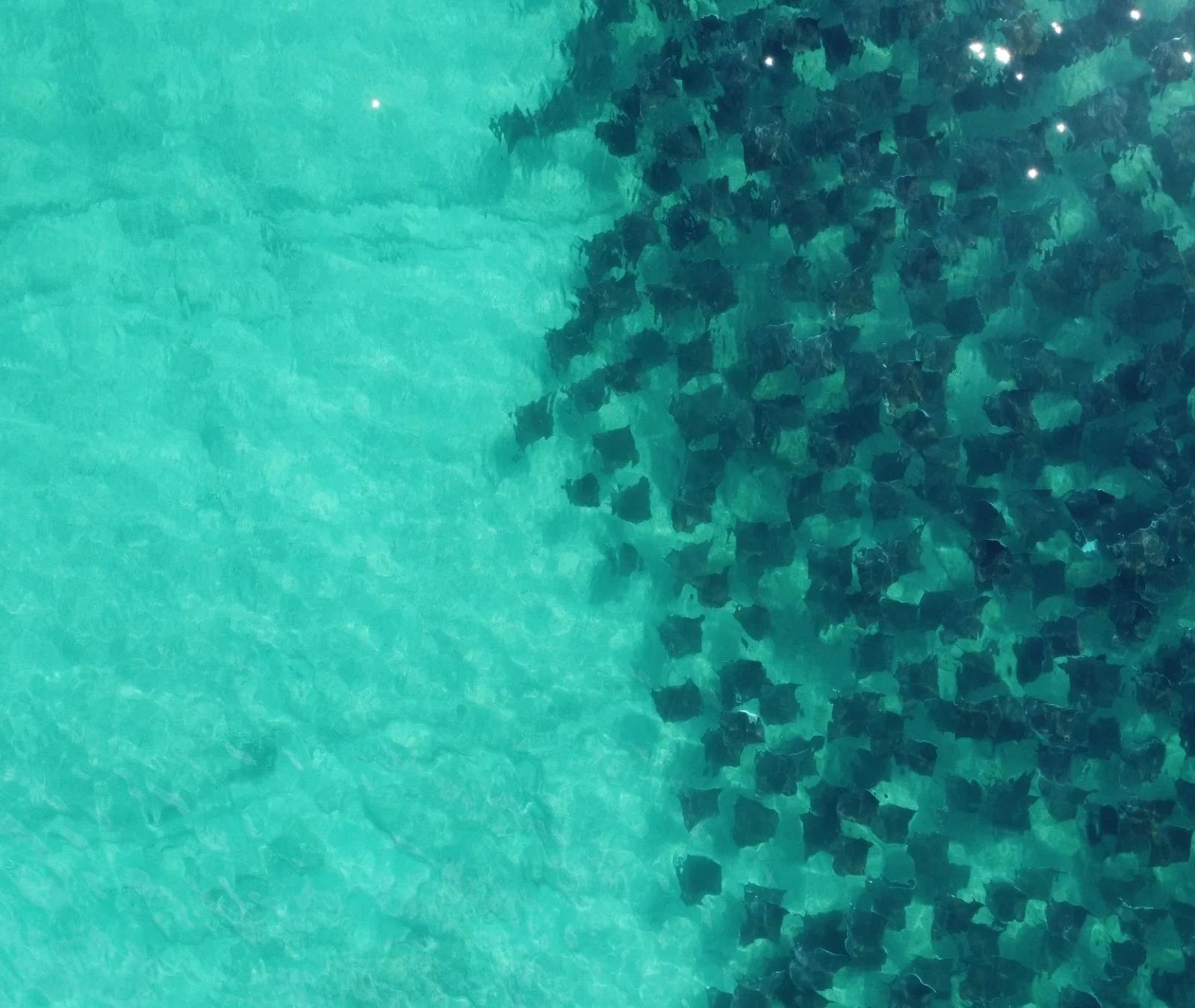 Banco de móbulas visto desde el aire en aguas turquesa