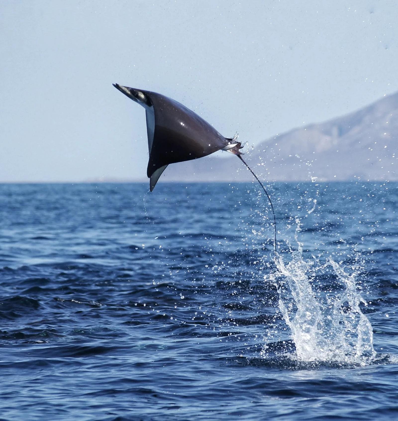 Móbula saliendo del agua de un salto en el Mar de Cortés