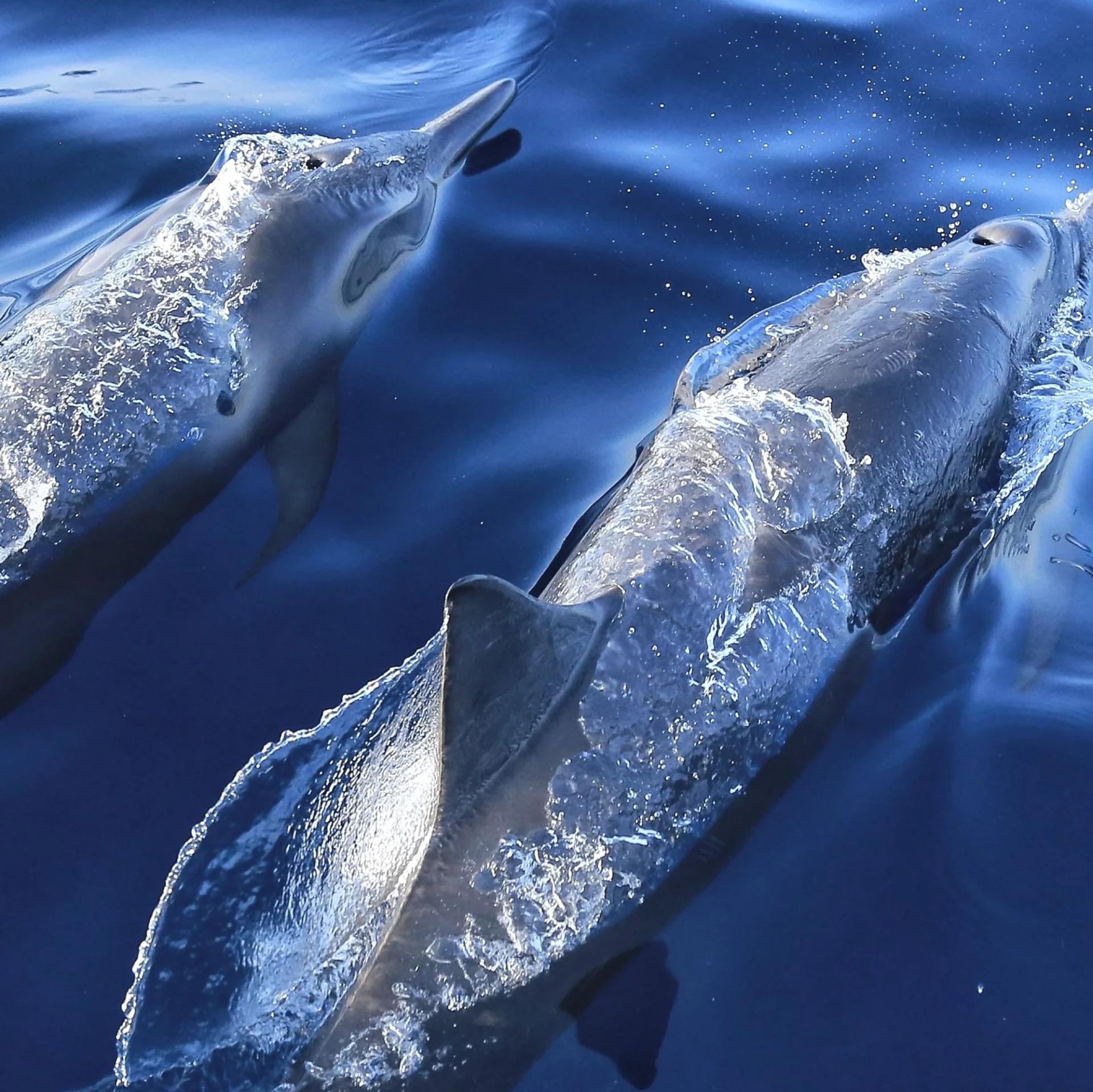 Grupo de delfines nadando juntos en la superficie del Golfo de California
