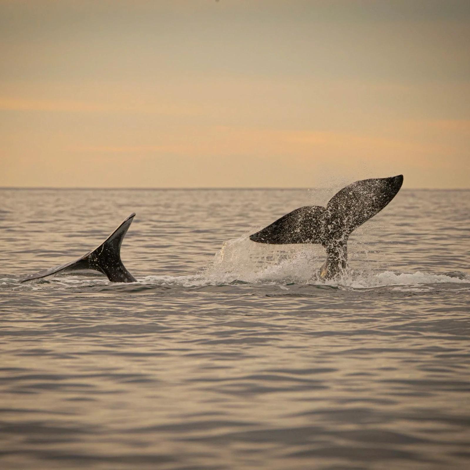 Dos ballenas mostrando la cola antes de sumergirse en el Golfo de California