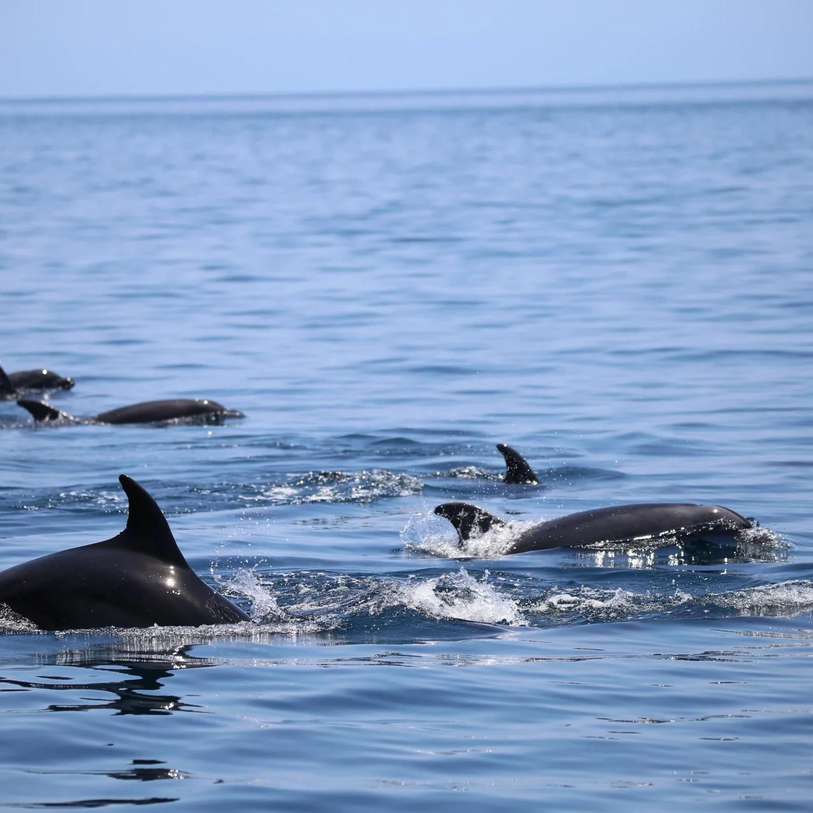 Grupo de orcas nadando en superficie en el Golfo de California