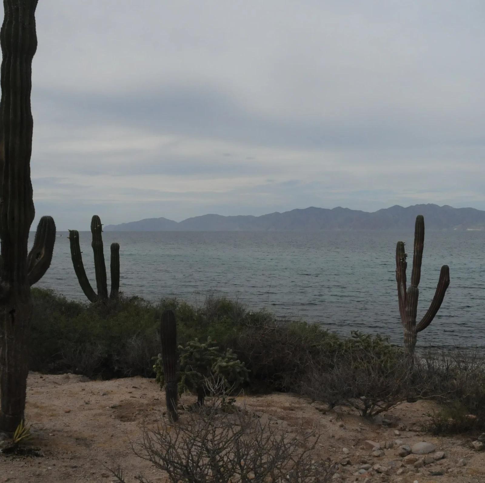 Cardones y vegetación del desierto de Baja California Sur bajo un cielo despejado