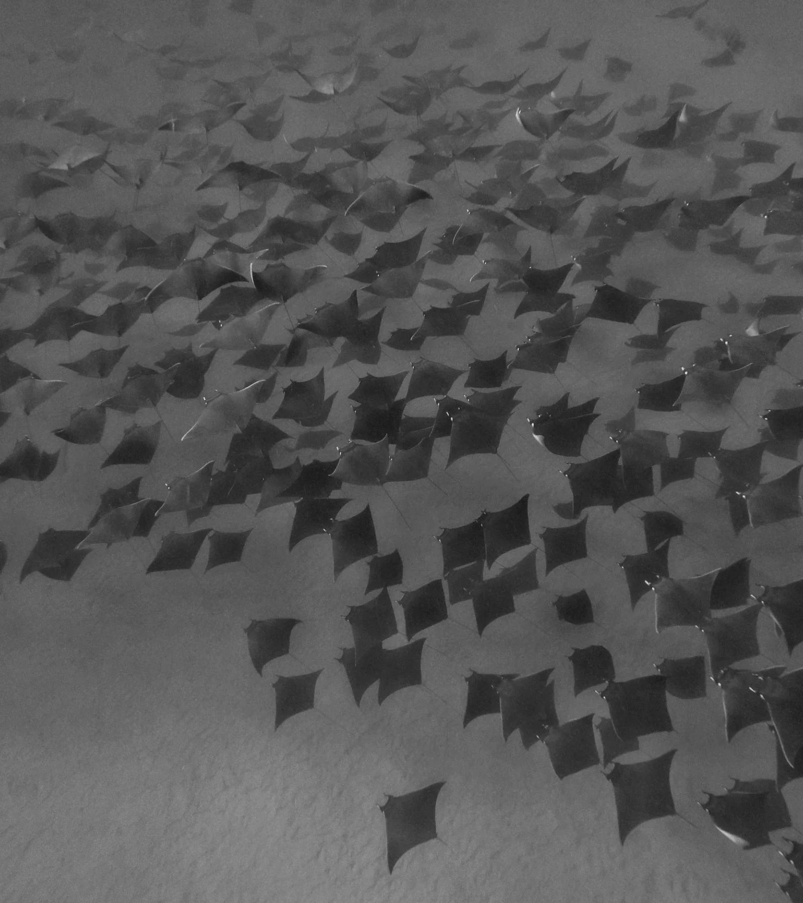 Shoal of mobula rays swimming in formation, seen from the surface