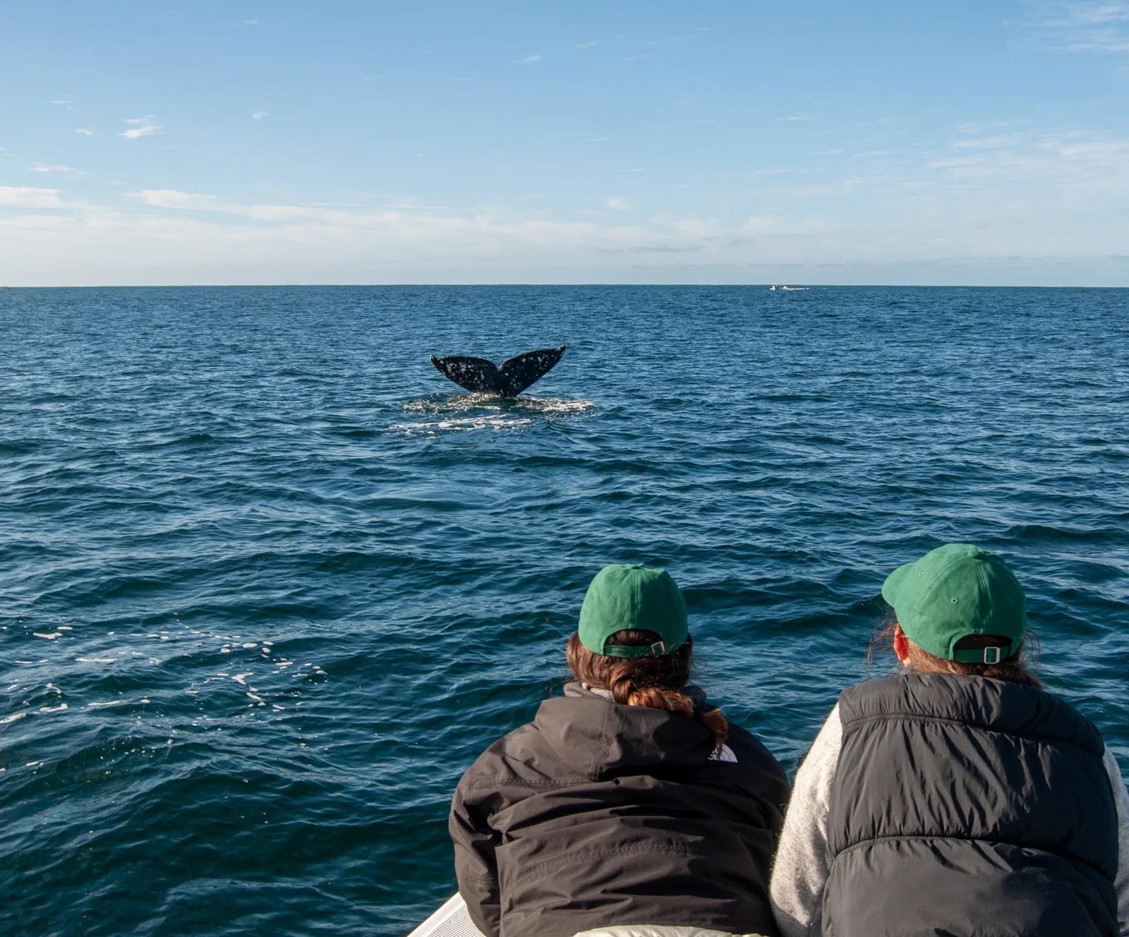 Dos viajeros observan desde una panga la cola de una ballena jorobada saliendo del agua