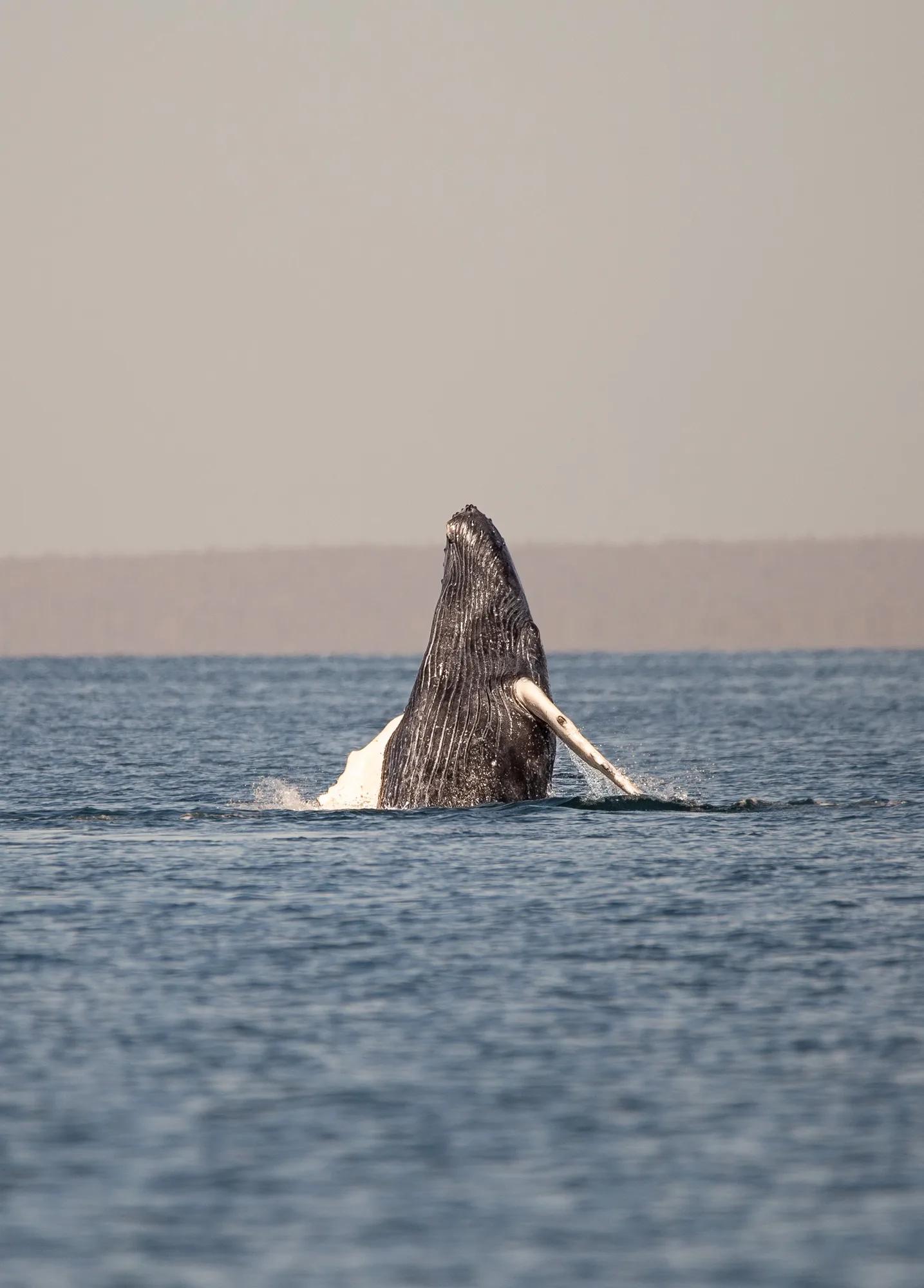 Ballena jorobada saltando fuera del agua frente a la costa de Baja California Sur