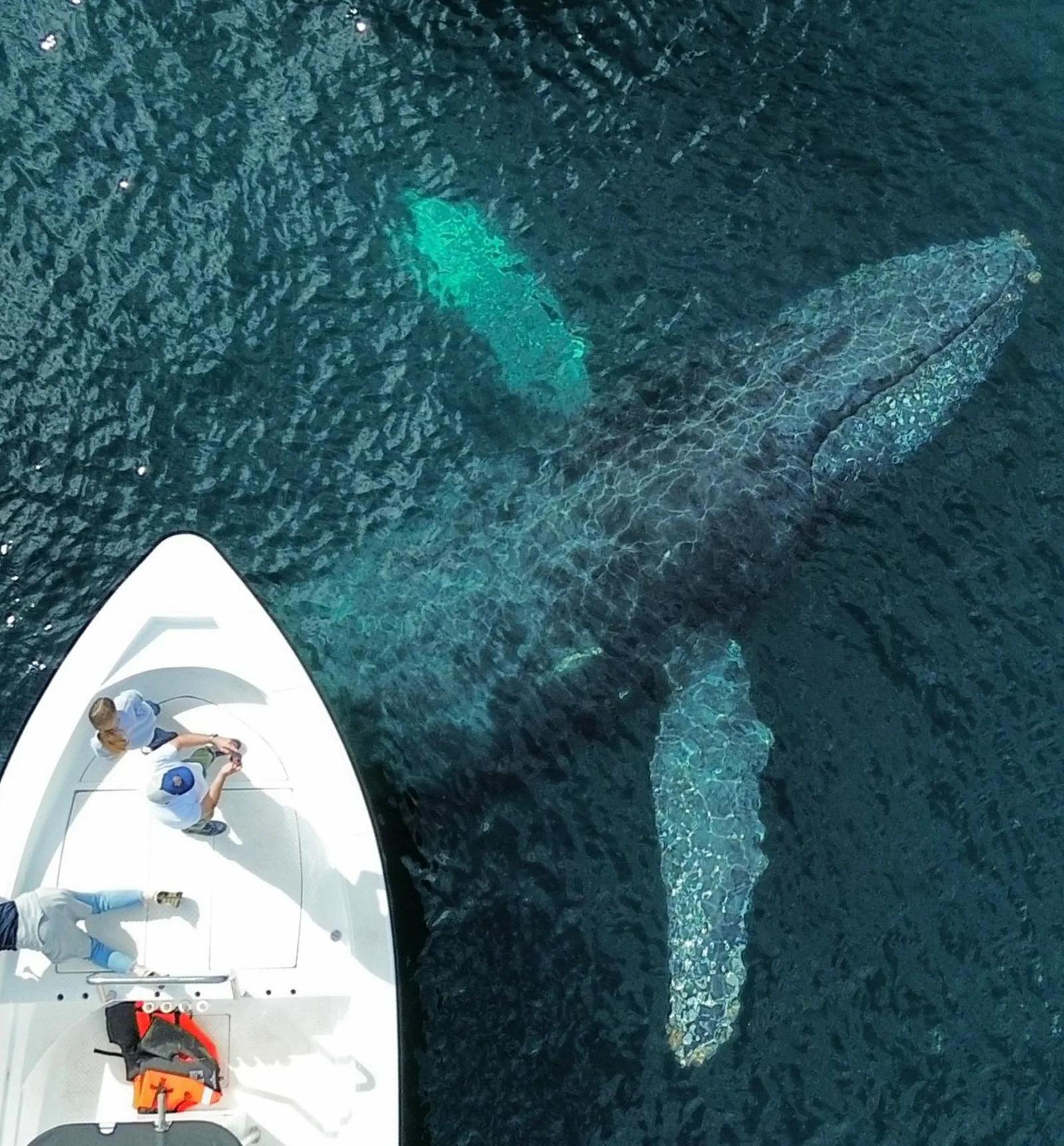 Vista aérea de una panga junto a una ballena jorobada en Bahía Magdalena
