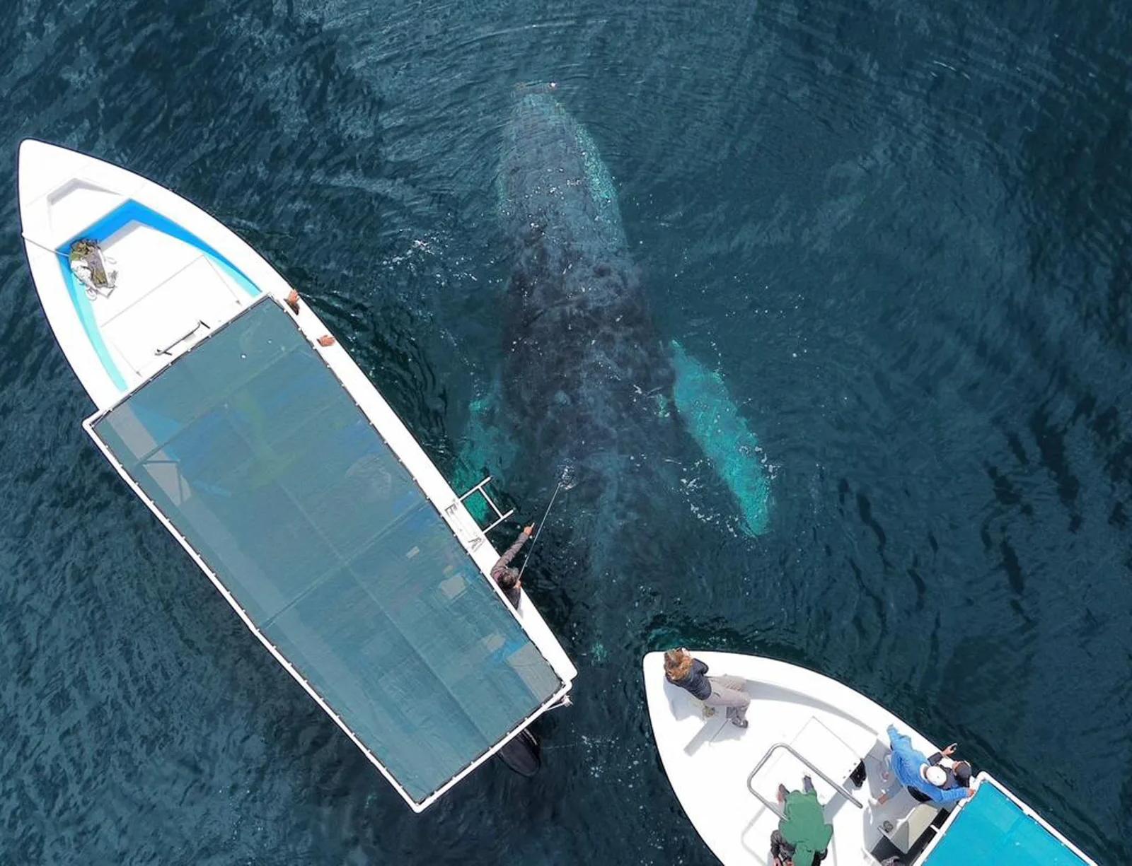 Dos pangas sobre aguas de Bahía Magdalena donde nadan ballenas jorobadas bajo la superficie