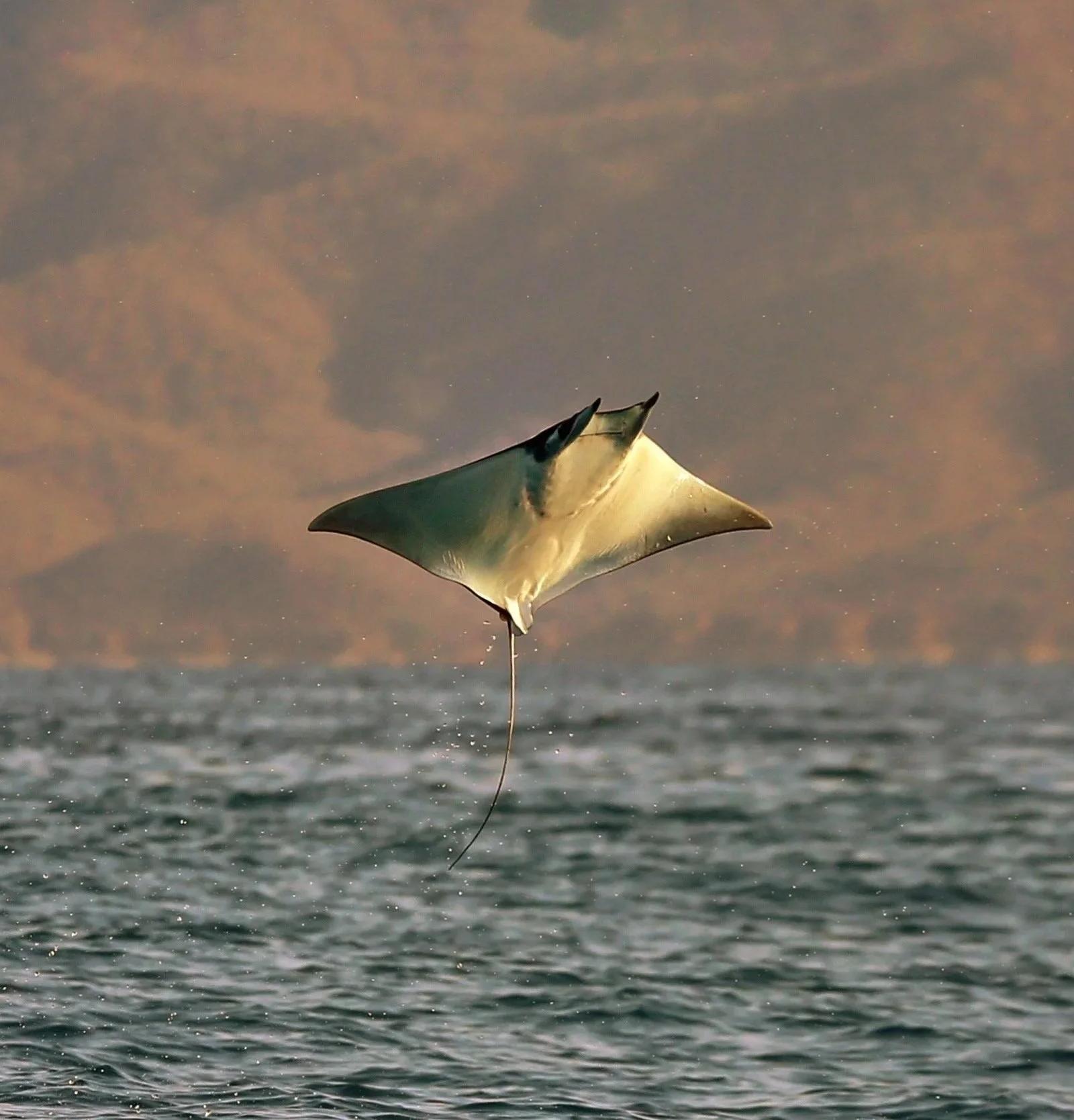 Móbula saltando fuera del agua frente a la costa de La Ventana, Baja California Sur