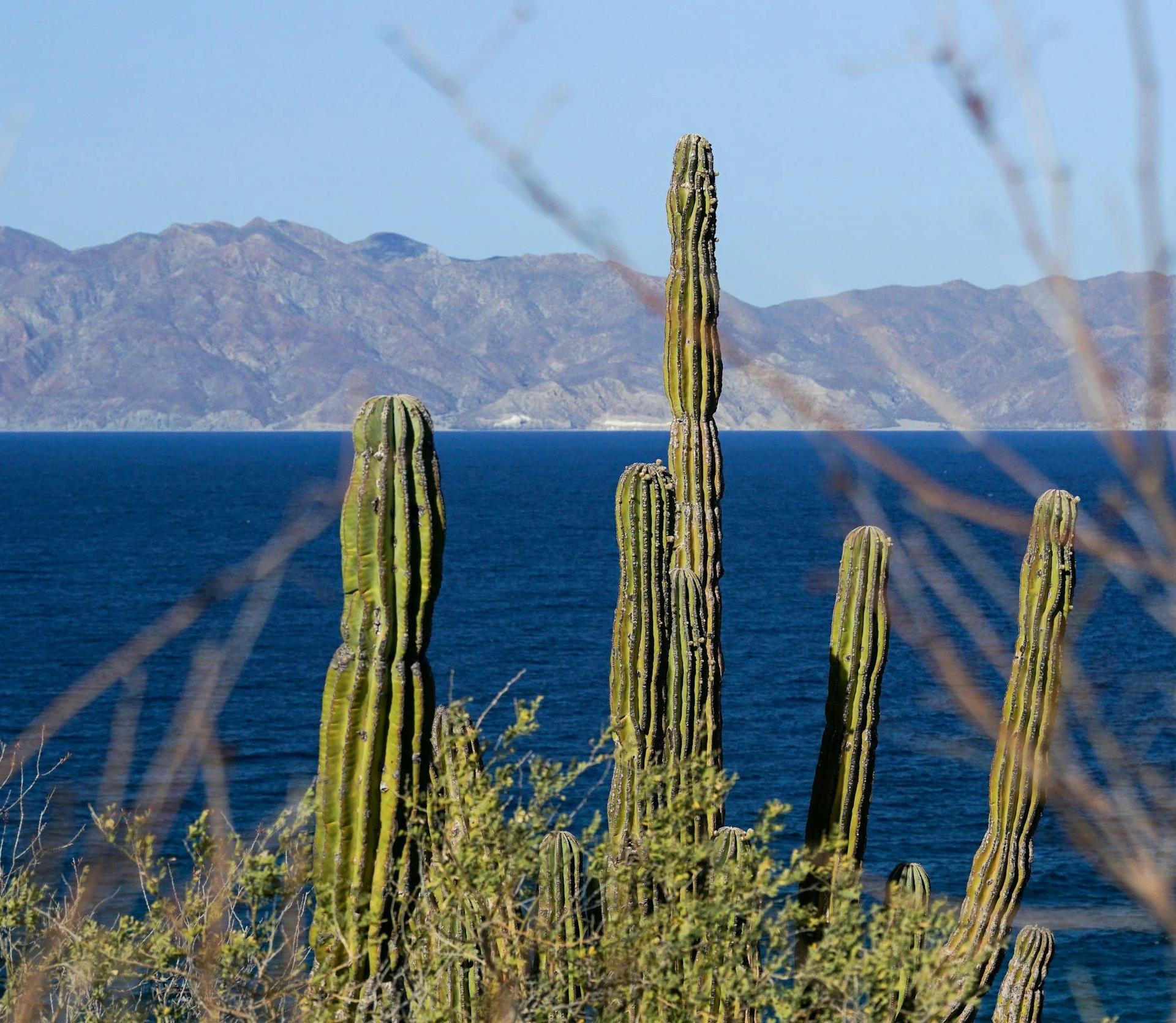 Cardones a la orilla del acantilado con el mar y la sierra al fondo