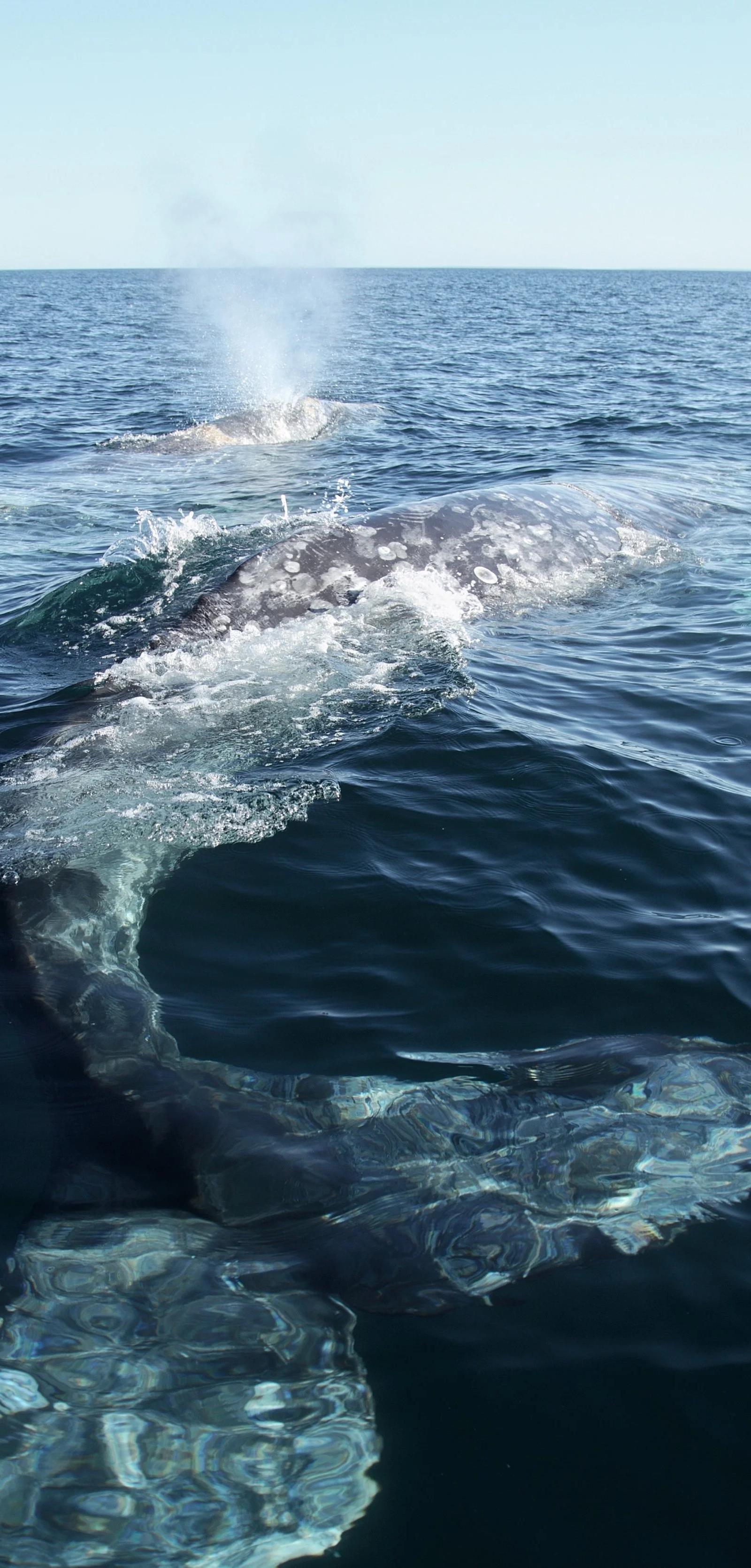 Dos ballenas grises en superficie, una de ellas soplando, en aguas de Baja California Sur