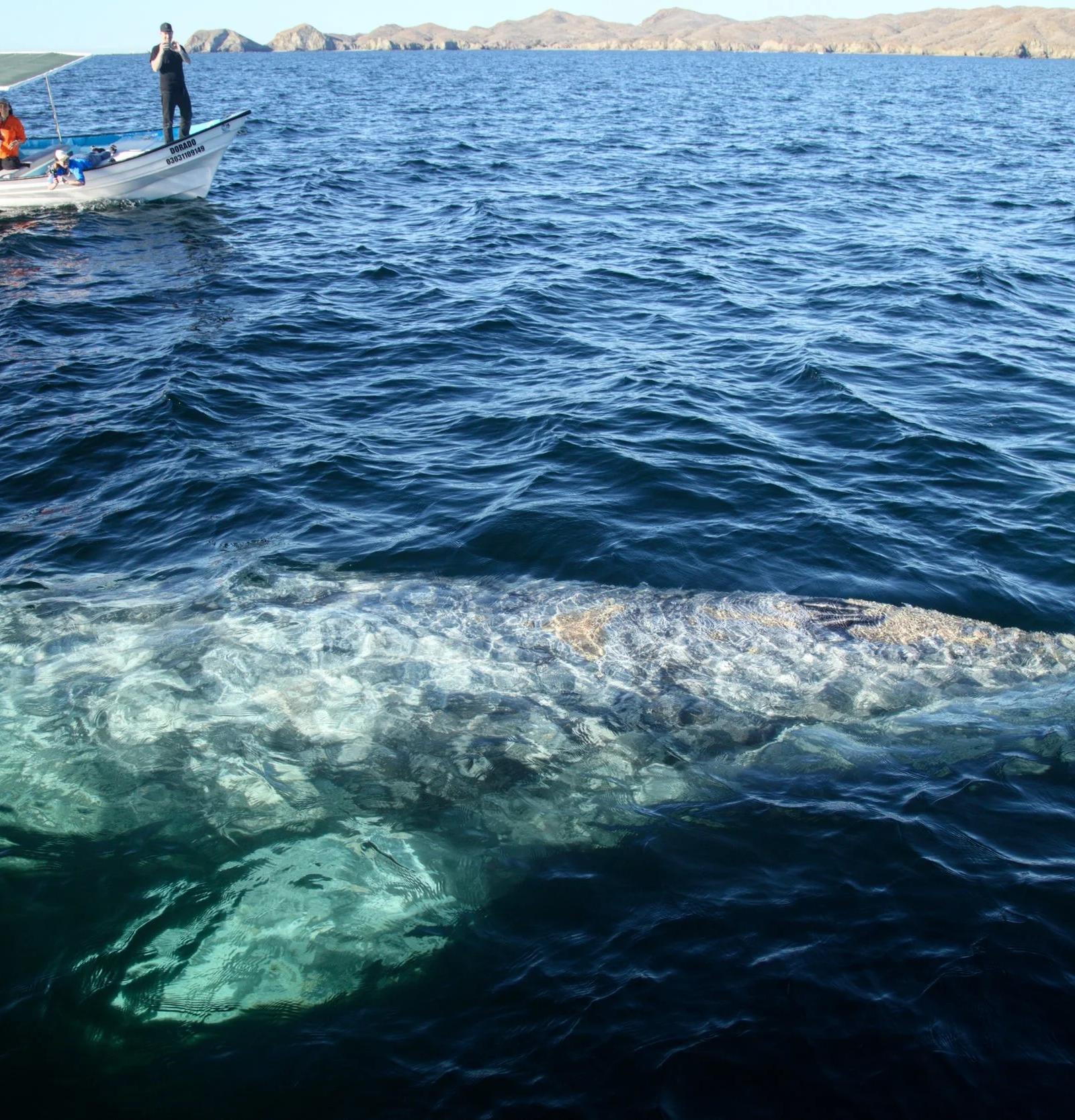 Ballena gris justo bajo la superficie al costado de una panga con visitantes en Bahía Magdalena