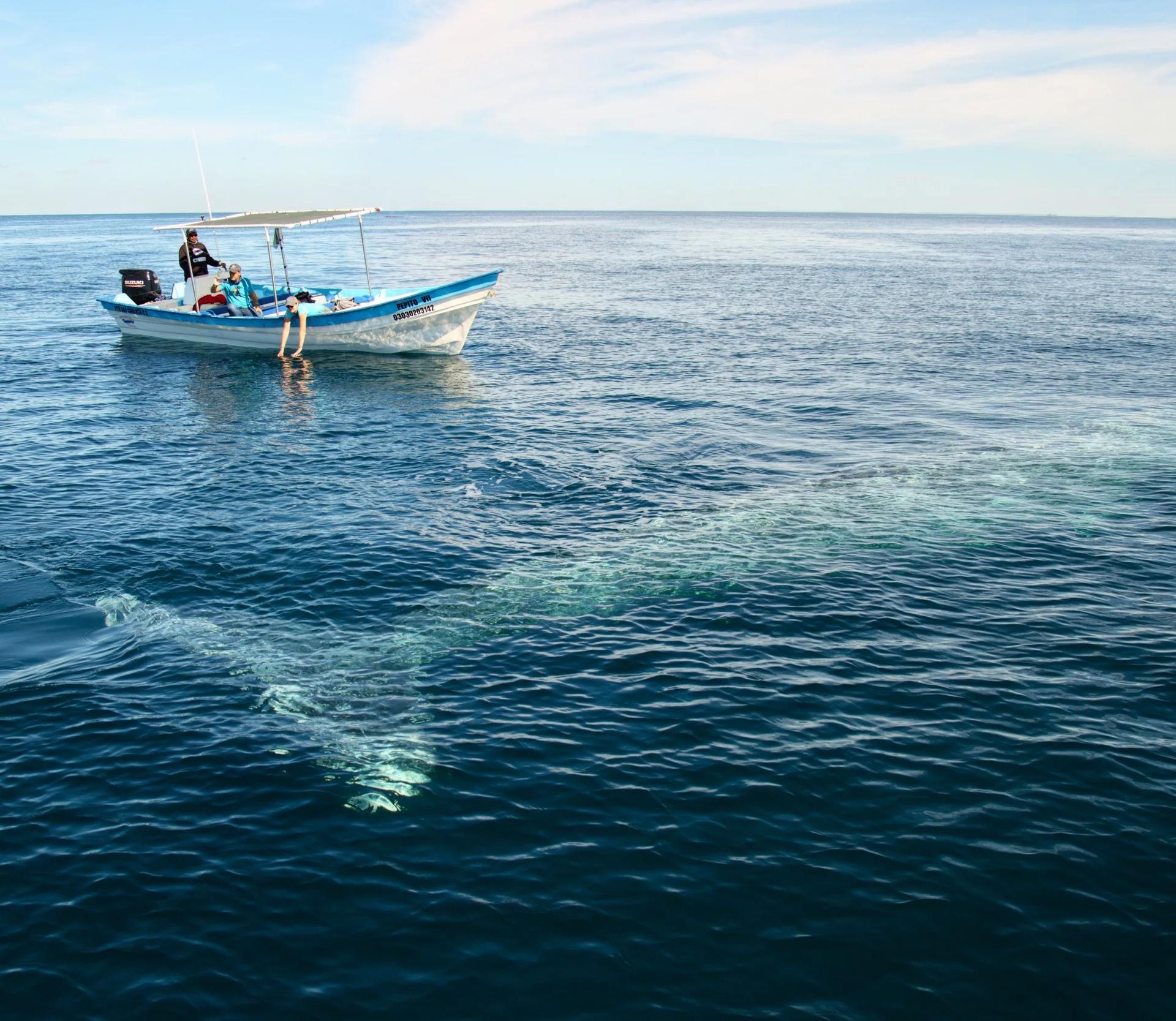Una ballena gris nada bajo la superficie junto a una panga de avistamiento