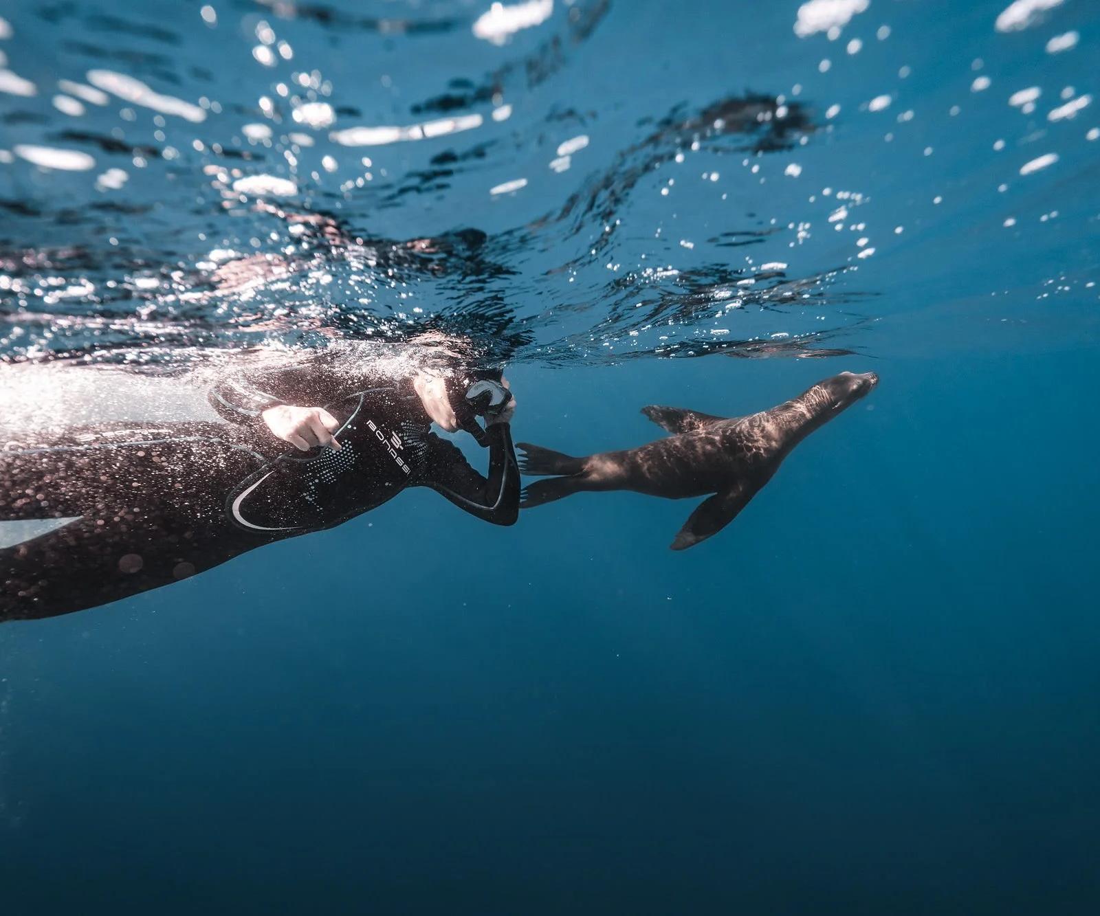 Apneísta nadando junto a un lobo marino bajo el agua en Baja California Sur