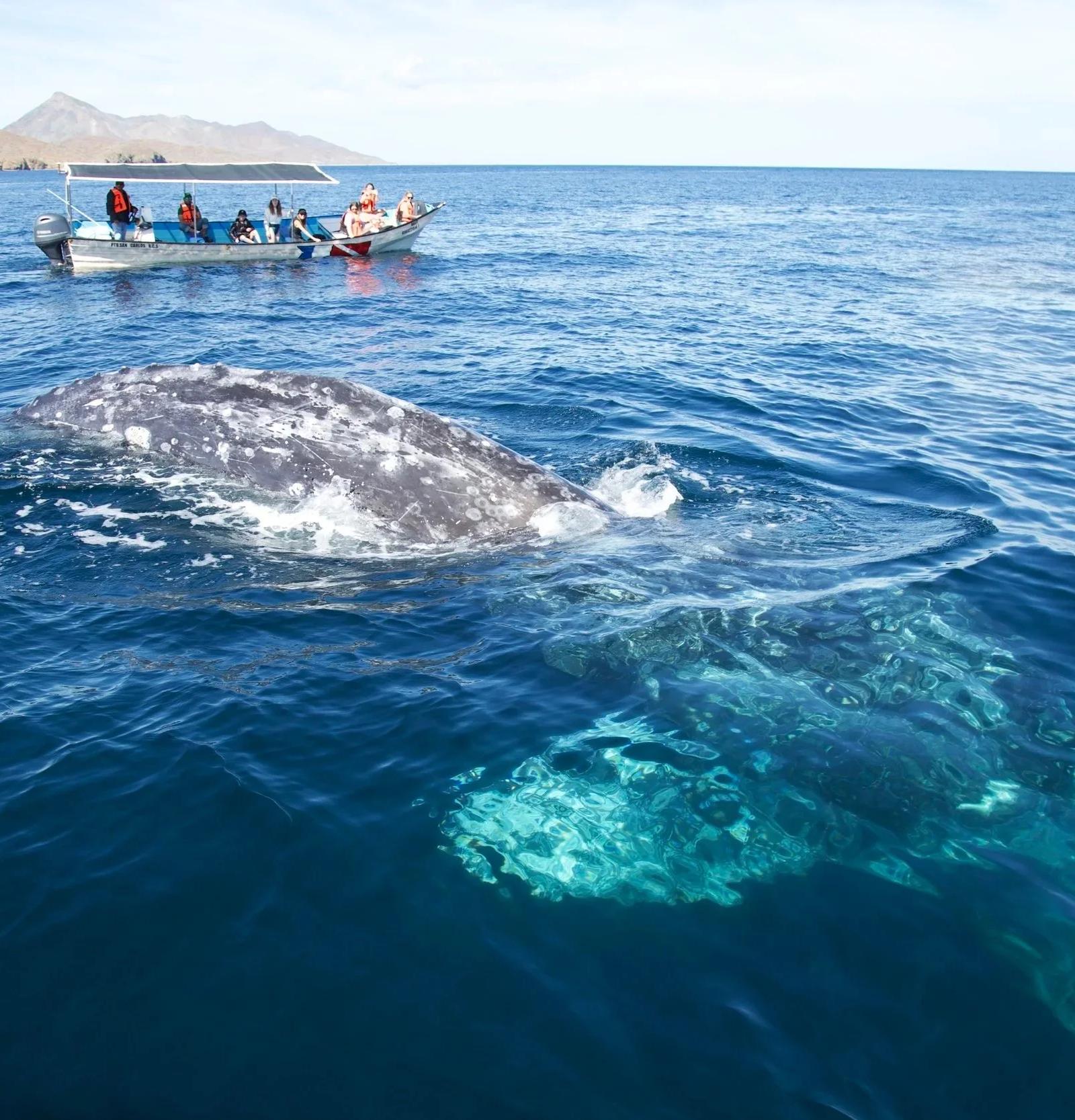 Ballena gris emergiendo junto a una embarcación en Baja California Sur