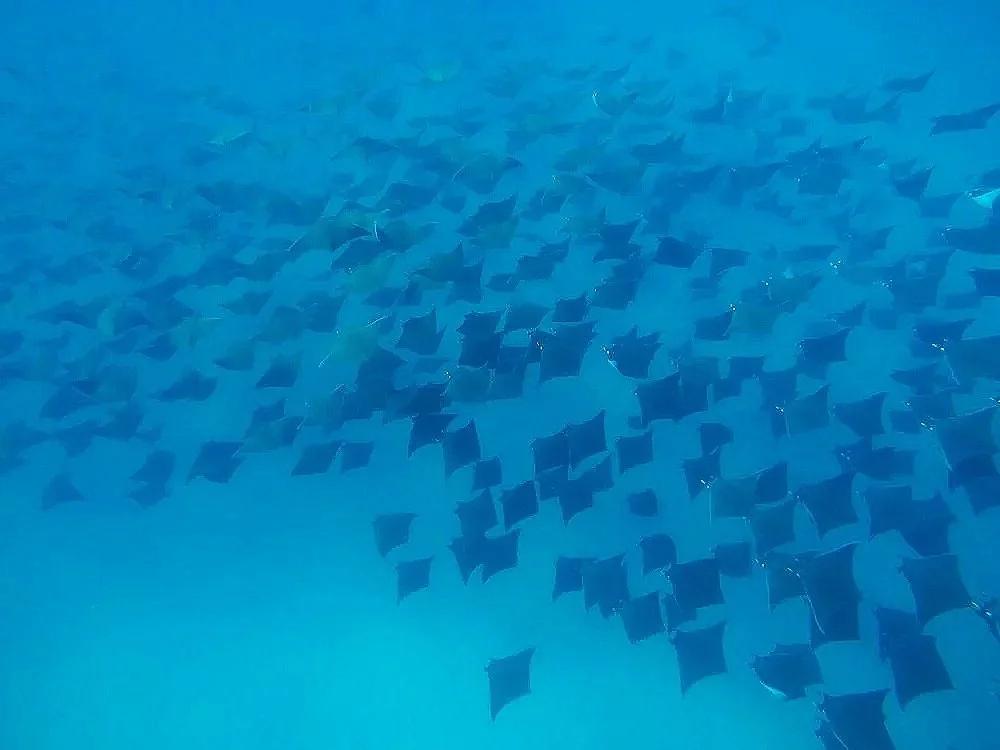 Banco de cientos de mobulas nadando en formación bajo el agua en el Mar de Cortés