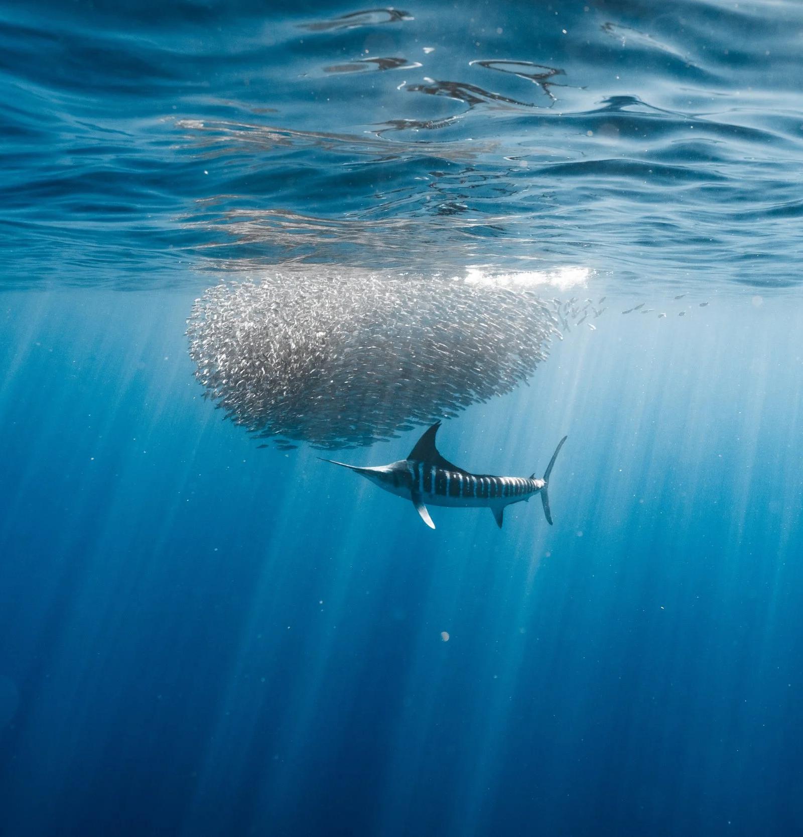 Marlín rayado cazando una bola de sardinas bajo la superficie en el Pacífico mexicano