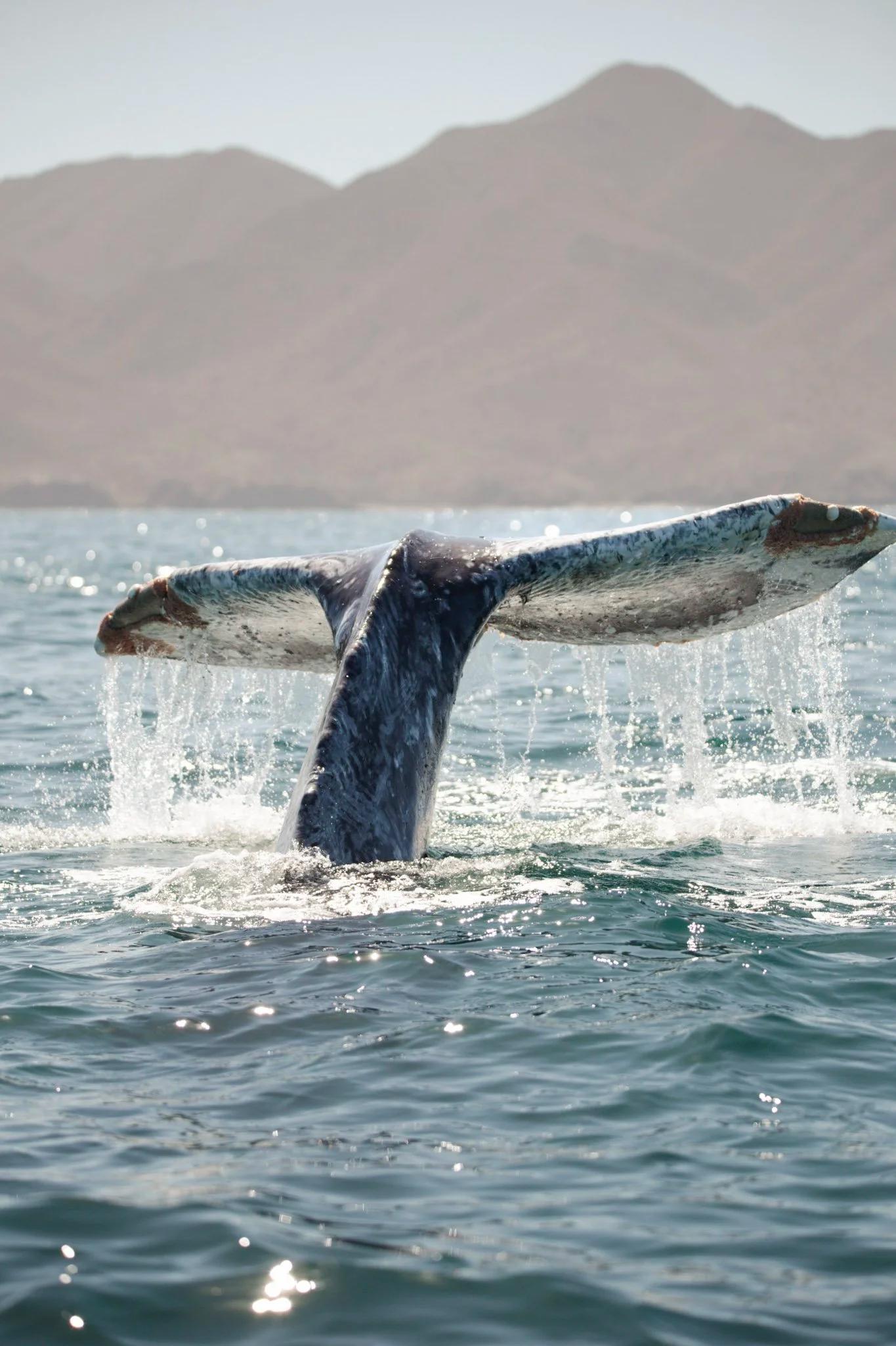 Cola de una ballena gris saliendo del agua antes de sumergirse