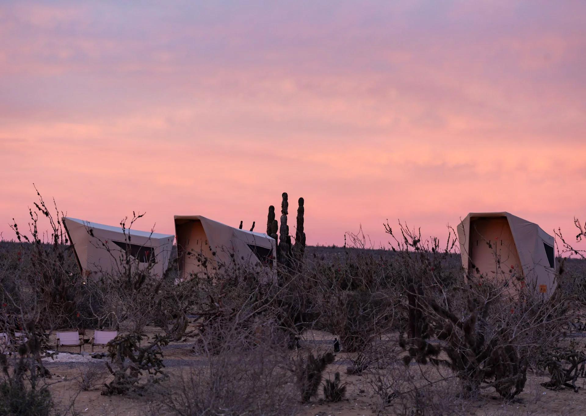 Camp tents among desert scrub under a pink sky
