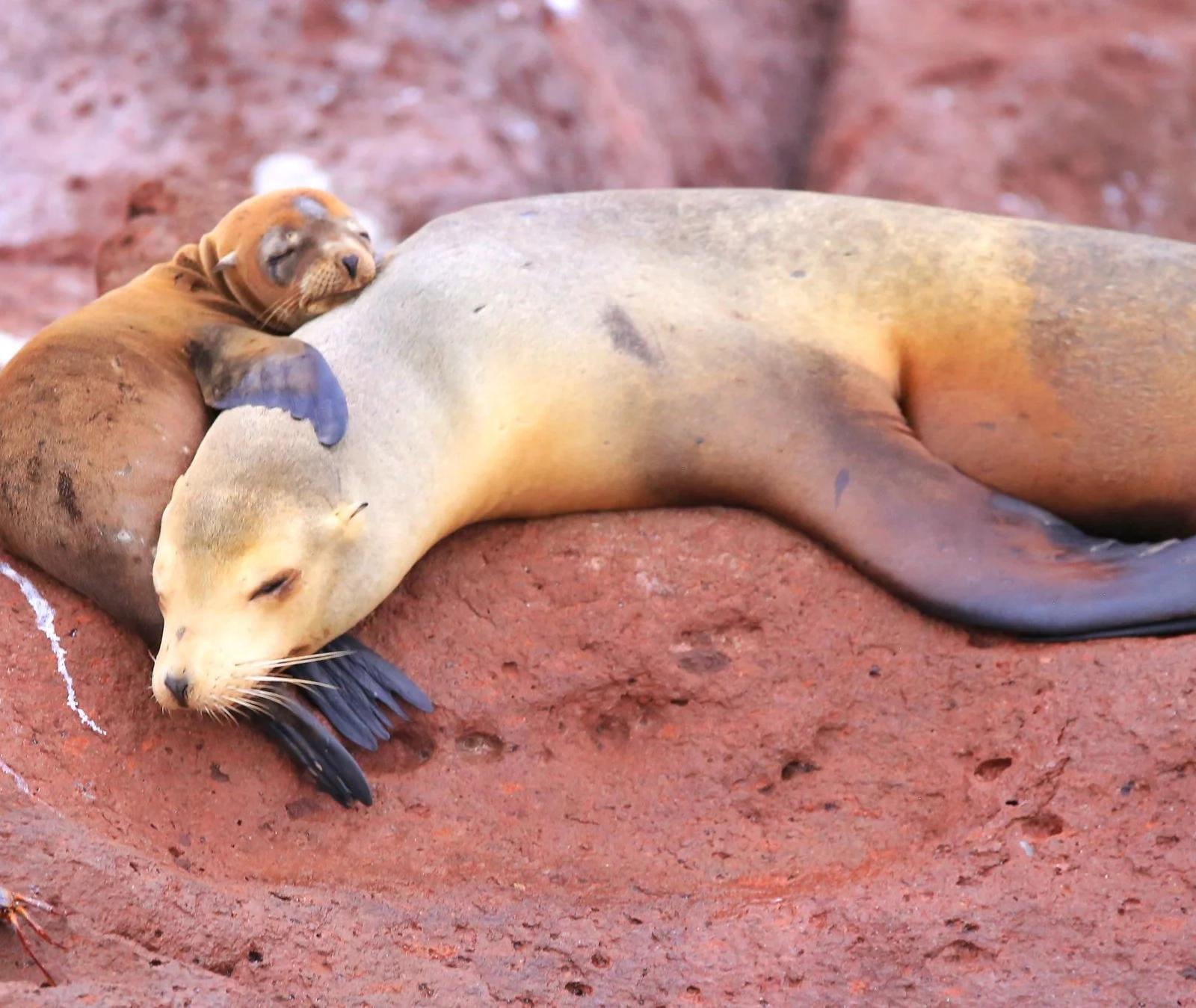 Lobo marino con su cría descansando sobre una roca en el Mar de Cortés